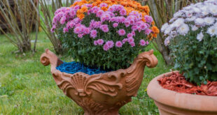 mulci decorativ